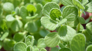 Read more about the article Cuban Oregano Cutting Propagation So Easy
