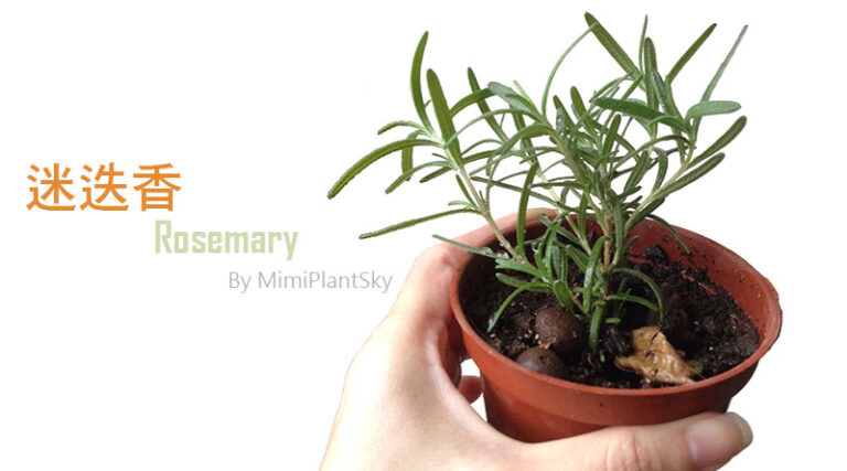 Read more about the article Rosemary – How To Propagate Rosemary