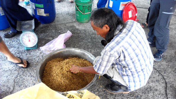 行健有機村邱錦和老師指導製作微生物菌水