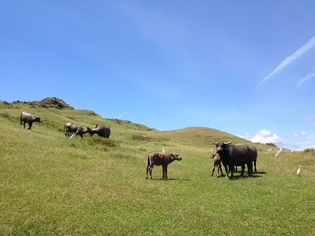 2017 Natural Farming