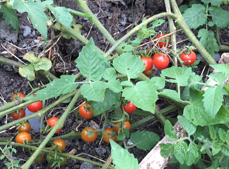 Natural Farming