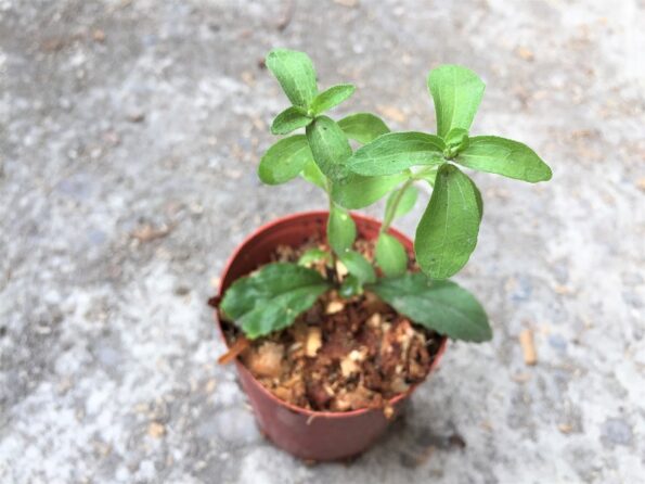 甜菊 Stevia Rebaudiana