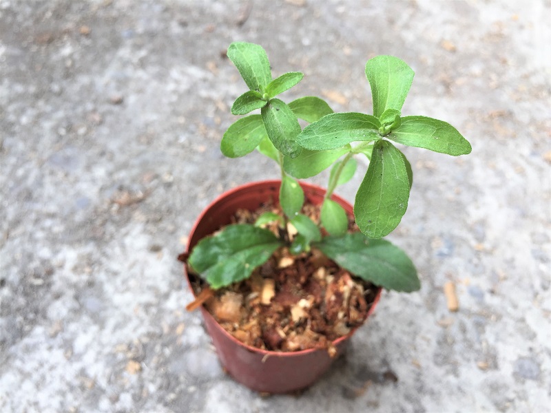 甜菊