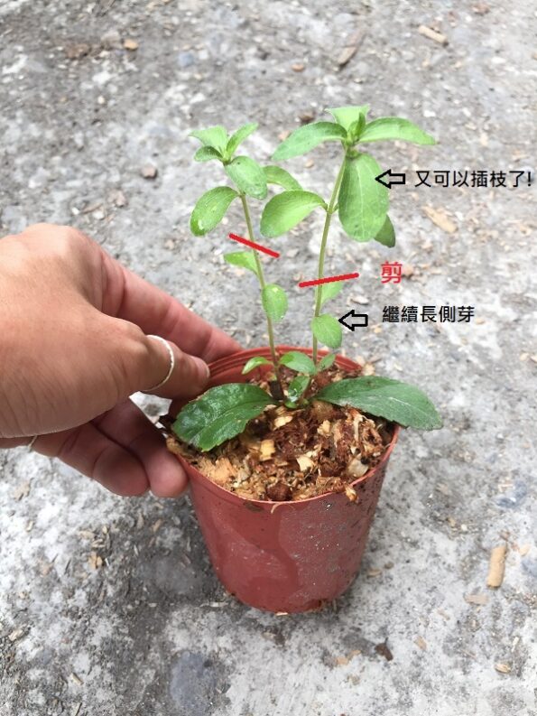 甜菊 Stevia Rebaudiana