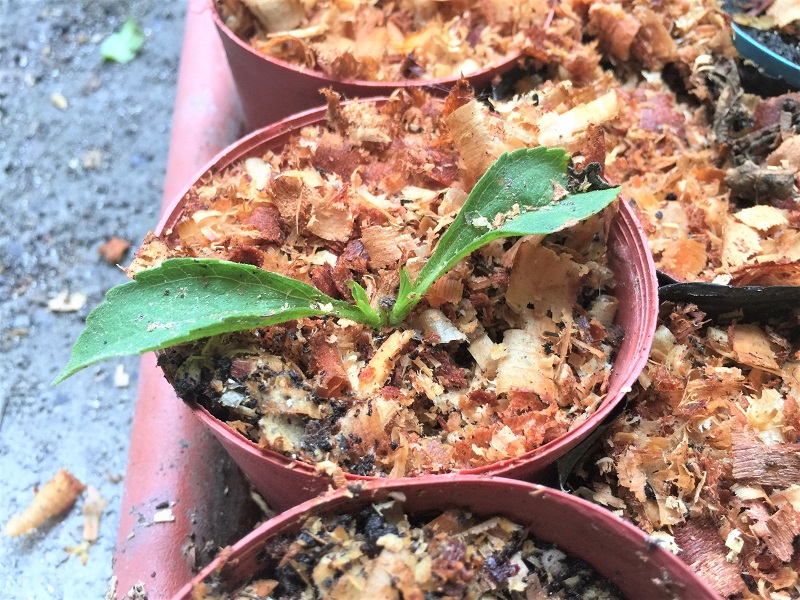 甜菊