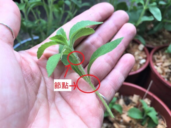 甜菊 Stevia Rebaudiana