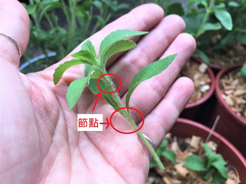 甜菊