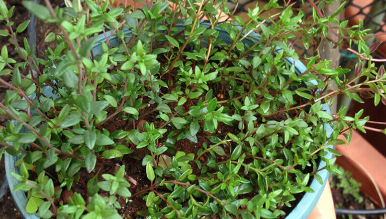 Read more about the article Thyme – Thyme Propagation With Seeds