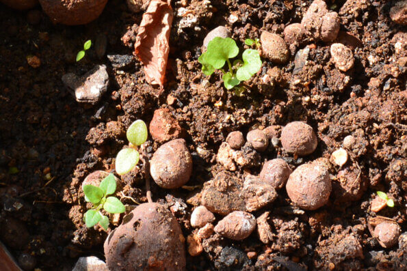 寬葉百里香 Thymus Pulegioides