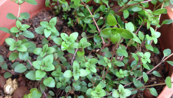 寬葉百里香 Thymus Pulegioides