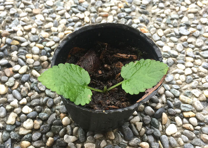 檸檬香蜂草 Lemon Balm