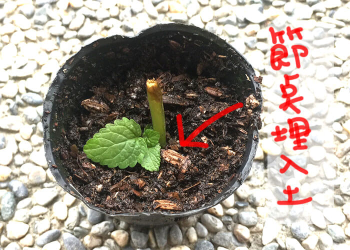 檸檬香蜂草 Lemon Balm