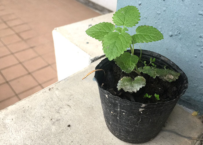 檸檬香蜂草 Lemon Balm