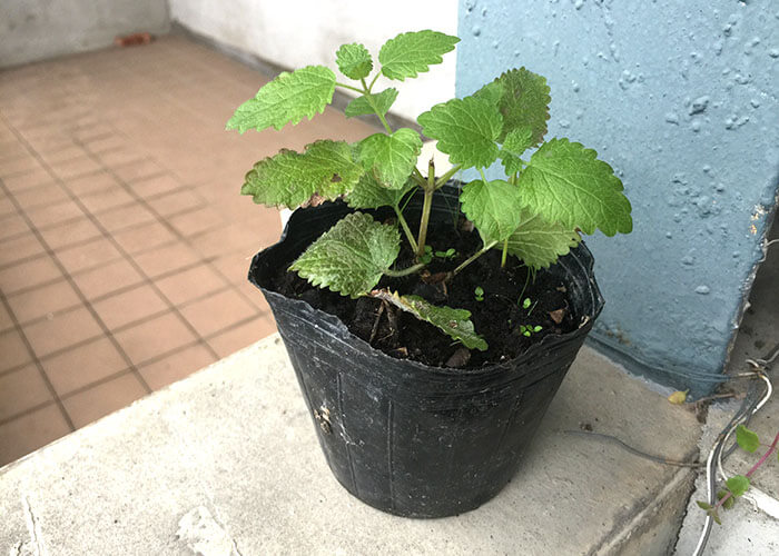 檸檬香蜂草 Lemon Balm