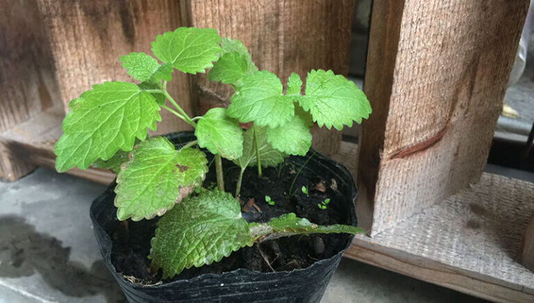 Read more about the article Lemon Balm Cutting Propagation