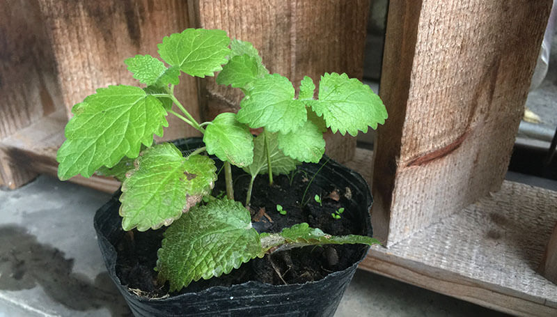 Lemon Balm Cutting Propagation