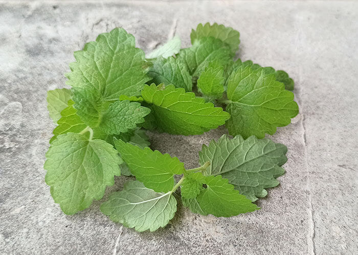 檸檬香蜂草 Lemon Balm