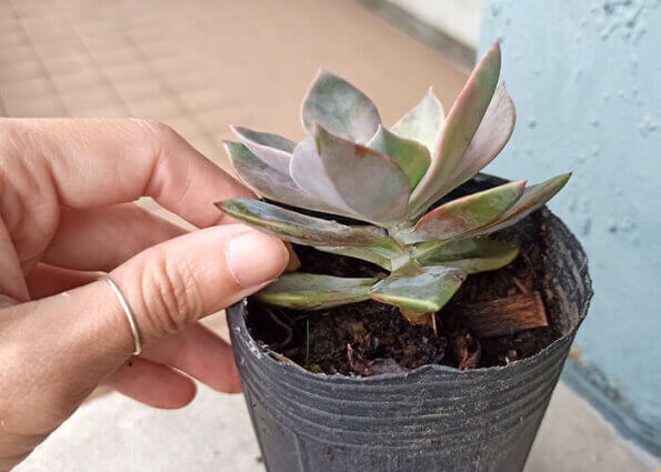 多肉植物 SucculentPlant 初戀 Echeveria cv. Huthspinke