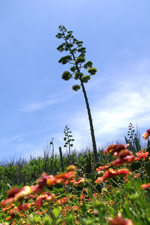 多肉植物 Succulent Plant 龍舌蘭 Agave