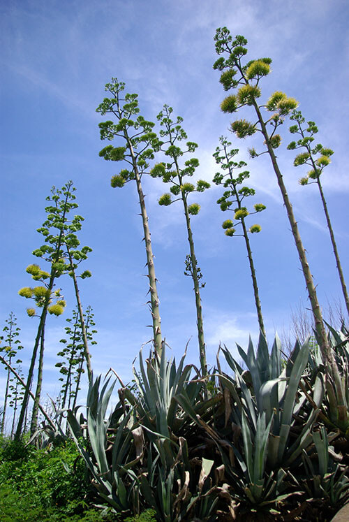 多肉植物 Succulent Plant 龍舌蘭 Agave