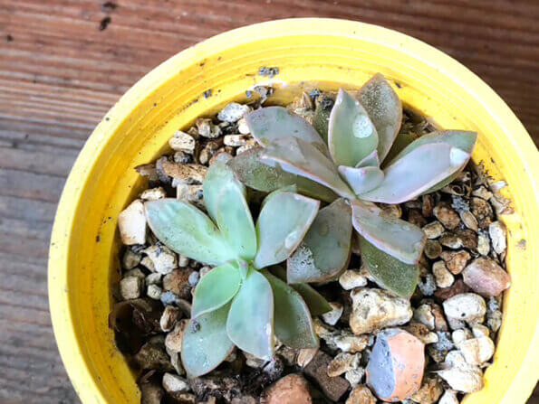 多肉植物 Succulent Plant 初戀 Echeveria cv. Huthspinke