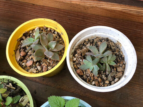 多肉植物 Succulent Plant 初戀 Echeveria cv. Huthspinke