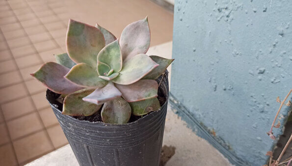 Read more about the article Succulent Plant – Echeveria cv. Huthspinke – Leaf Propagation The Easiest Way to Propagate