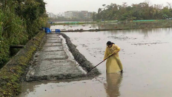 務農 working in field