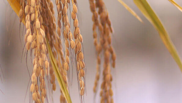 瑞岩香米 消失38年的台灣原生種紅米
